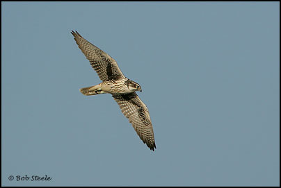 Prairie Falcon (Falco mexicanus)