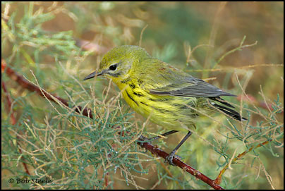 Prairie Warbler (Dendroica discolor)