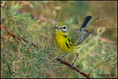 Prairie Warbler (Dendroica discolor)