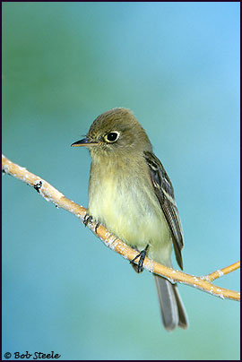 Pacific-slope Flycatcher (Empidonax difficilis)