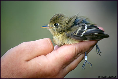 Pacific-slope Flycatcher (Empidonax difficilis)