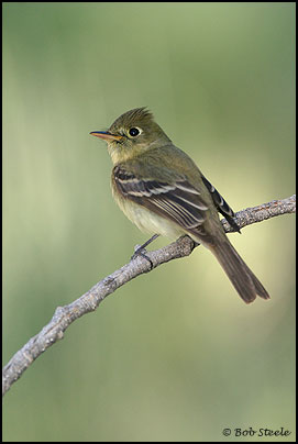 Pacific-slope Flycatcher (Empidonax difficilis)