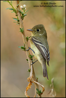 Pacific-slope Flycatcher (Empidonax difficilis)