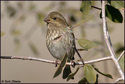 Purple Finch (Carpodacus purpureus)