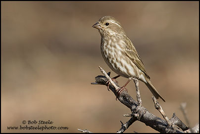 Purple Finch (Carpodacus purpureus)