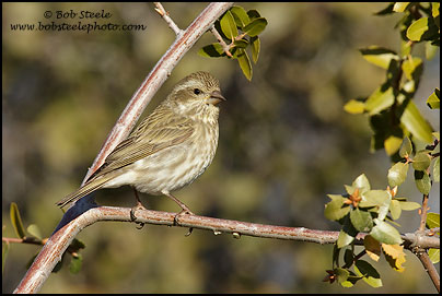 Purple Finch (Carpodacus purpureus)