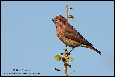 Purple Finch (Carpodacus purpureus)