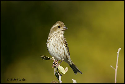 Purple Finch (Carpodacus purpureus)