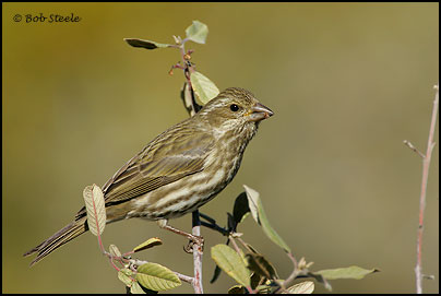 Purple Finch (Carpodacus purpureus)