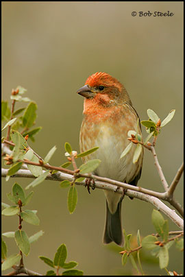 Purple Finch (Carpodacus purpureus)