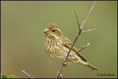 Purple Finch (Carpodacus purpureus)