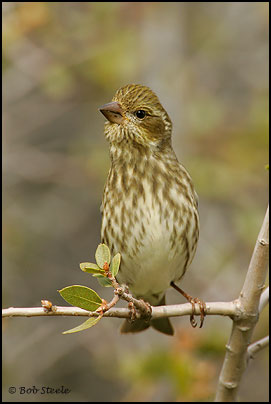 Purple Finch (Carpodacus purpureus)
