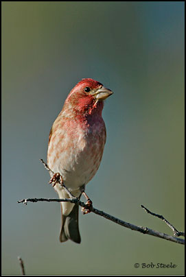 Purple Finch (Carpodacus purpureus)