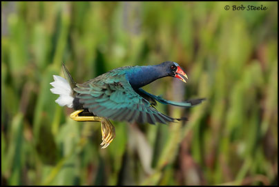 Purple Gallinule (Porphyrula martinica)