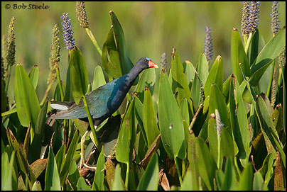 Purple Gallinule (Porphyrula martinica)