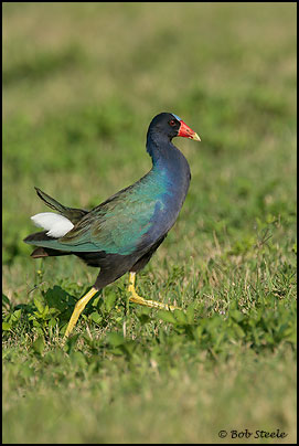 Purple Gallinule (Porphyrula martinica)