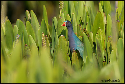 Purple Gallinule (Porphyrula martinica)