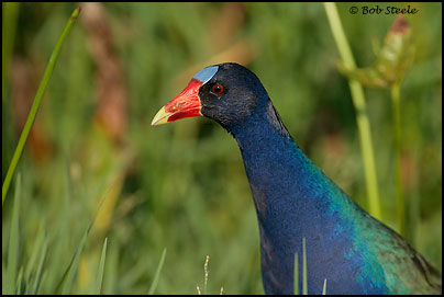 Purple Gallinule (Porphyrula martinica)