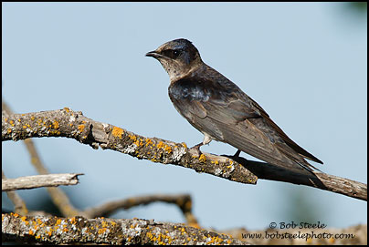 Purple Martin (Progne subis)