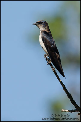 Purple Martin (Progne subis)