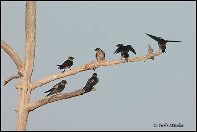 Purple Martin (Progne subis)