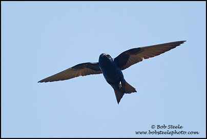 Purple Martin (Progne subis)