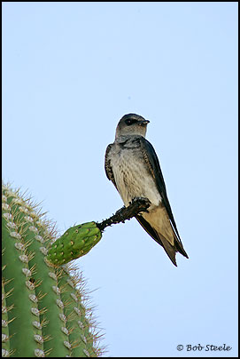 Purple Martin (Progne subis)