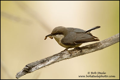 Pygmy Nuthatch (Sitta pygmaea)