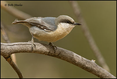 Pygmy Nuthatch (Sitta pygmaea)