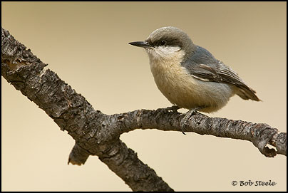 Pygmy Nuthatch (Sitta pygmaea)