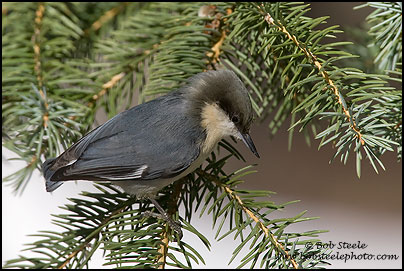 Pygmy Nuthatch (Sitta pygmaea)