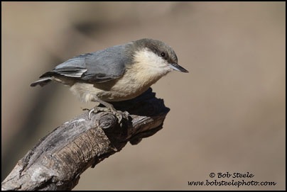 Pygmy Nuthatch (Sitta pygmaea)