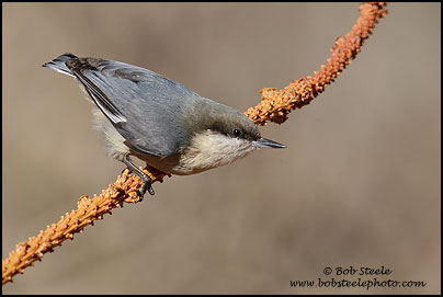 Pygmy Nuthatch (Sitta pygmaea)