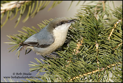 Pygmy Nuthatch (Sitta pygmaea)