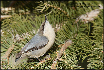 Pygmy Nuthatch (Sitta pygmaea)
