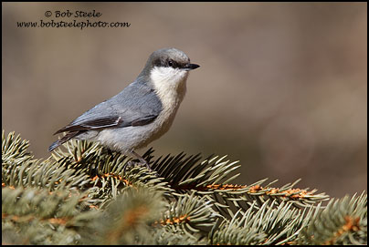 Pygmy Nuthatch (Sitta pygmaea)