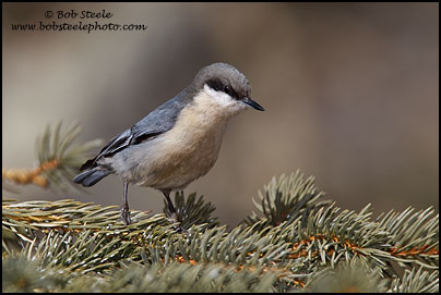 Pygmy Nuthatch (Sitta pygmaea)