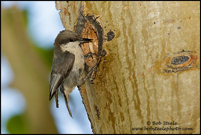 Pygmy Nuthatch (Sitta pygmaea)
