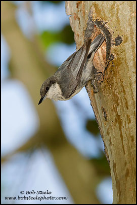 Pygmy Nuthatch (Sitta pygmaea)