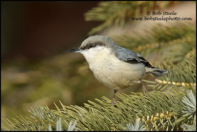 Pygmy Nuthatch (Sitta pygmaea)