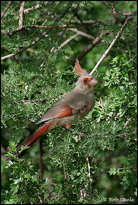 Pyrrhuloxia (Cardinalis sinuatus)