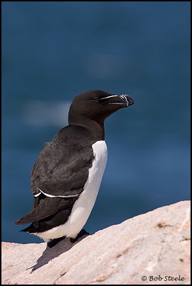 Razorbill (Alca torda)