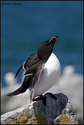 Razorbill (Alca torda)