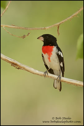 Rose-breasted Grosbeak (Pheucticus ludovicianus)