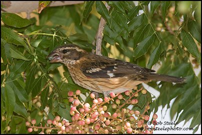 Rose-breasted Grosbeak (Pheucticus ludovicianus)