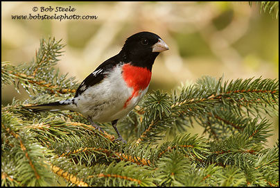 Rose-breasted Grosbeak (Pheucticus ludovicianus)