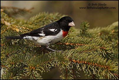 Rose-breasted Grosbeak (Pheucticus ludovicianus)