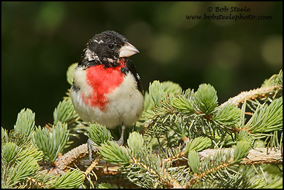 Rose-breasted Grosbeak (Pheucticus ludovicianus)