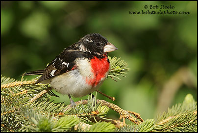 Rose-breasted Grosbeak (Pheucticus ludovicianus)
