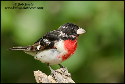 Rose-breasted Grosbeak (Pheucticus ludovicianus)